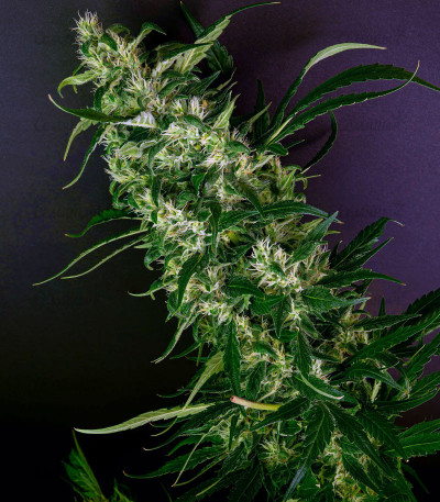 Purple Punch fem (Barney's Farm) — изображение 4