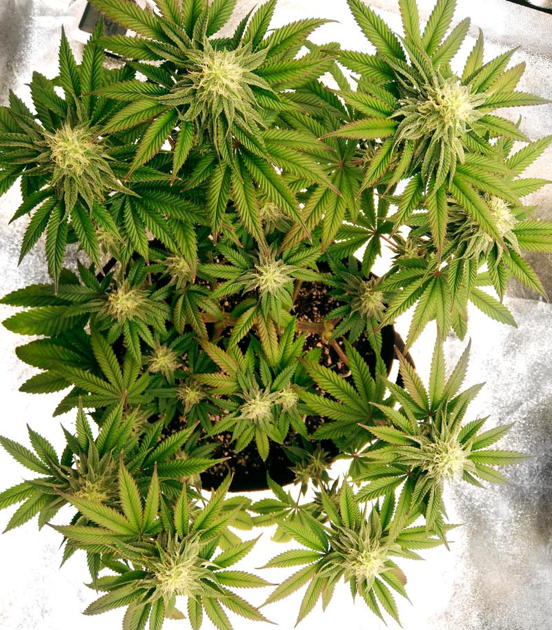 Runtz Muffin fem (Barney's Farm) семена конопли — изображение 3