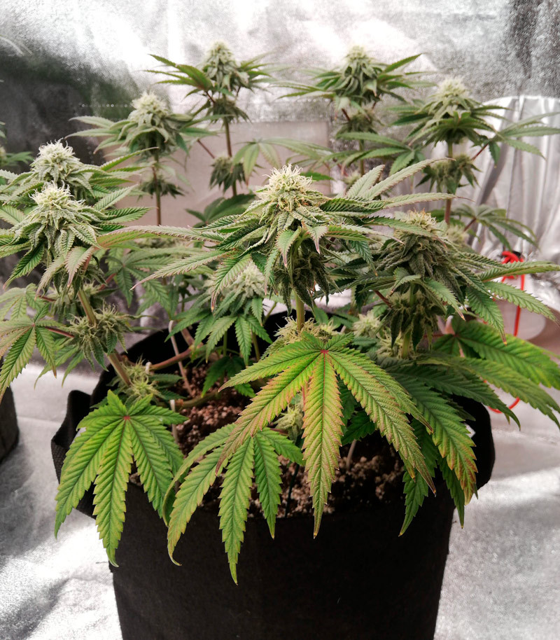 Runtz Muffin fem (Barney's Farm) семена конопли — изображение 7