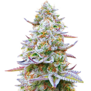 Gorilla Zkittlez fem (Barney's Farm) семена конопли