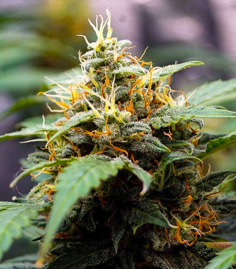 Семена сорта Alpha 21 fem (AlphaFem Seeds) — изображение 6