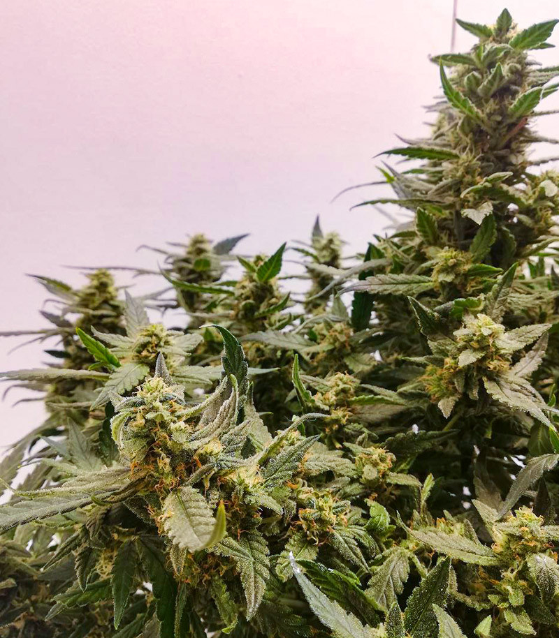 Семена сорта Alpha 21 fem (AlphaFem Seeds) — изображение 5