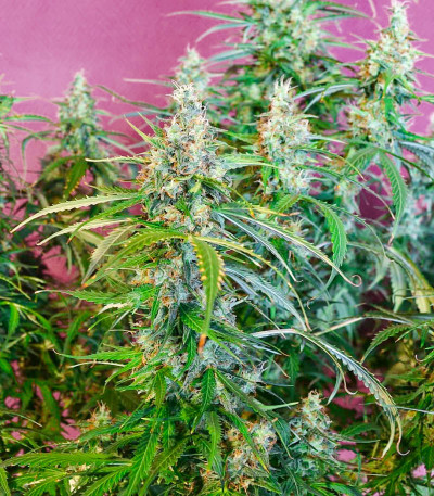 Animal Face Auto fem (Cali Buds Seeds) семена конопли — изображение 3