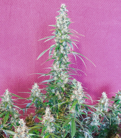 Animal Face Auto fem (Cali Buds Seeds) семена конопли — изображение 4