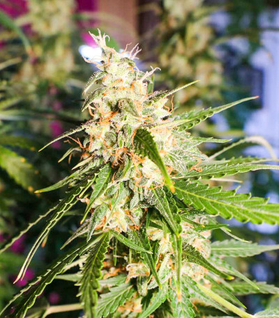 Animal Face Auto fem (Cali Buds Seeds) семена конопли — изображение 5