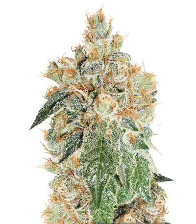 Auto Colorado Cookies fem (Dutch Passion) семена конопли
