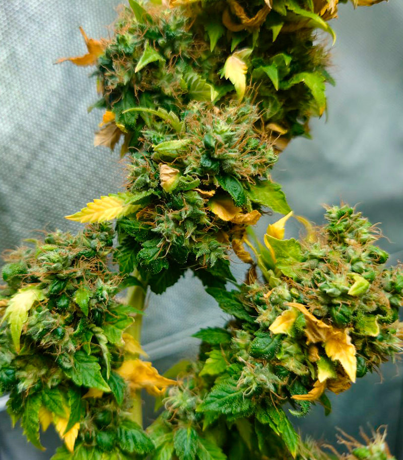 Семена сорта Blueberry OG fem (AlphaFem Seeds) — изображение 6