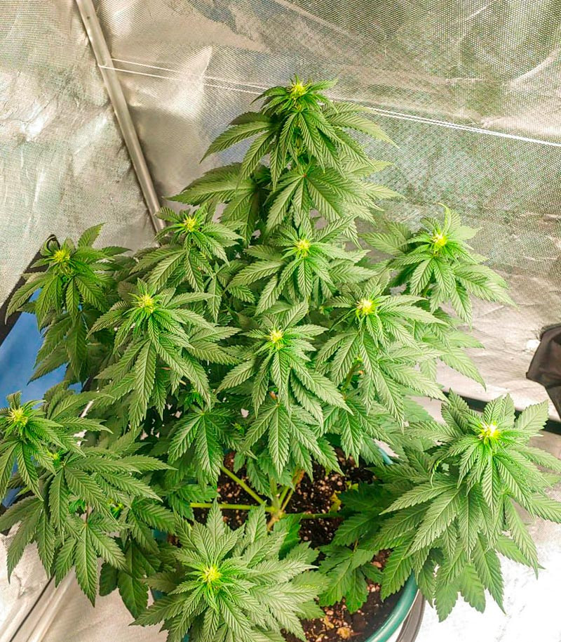 Семена сорта Blueberry OG fem (AlphaFem Seeds) — изображение 5