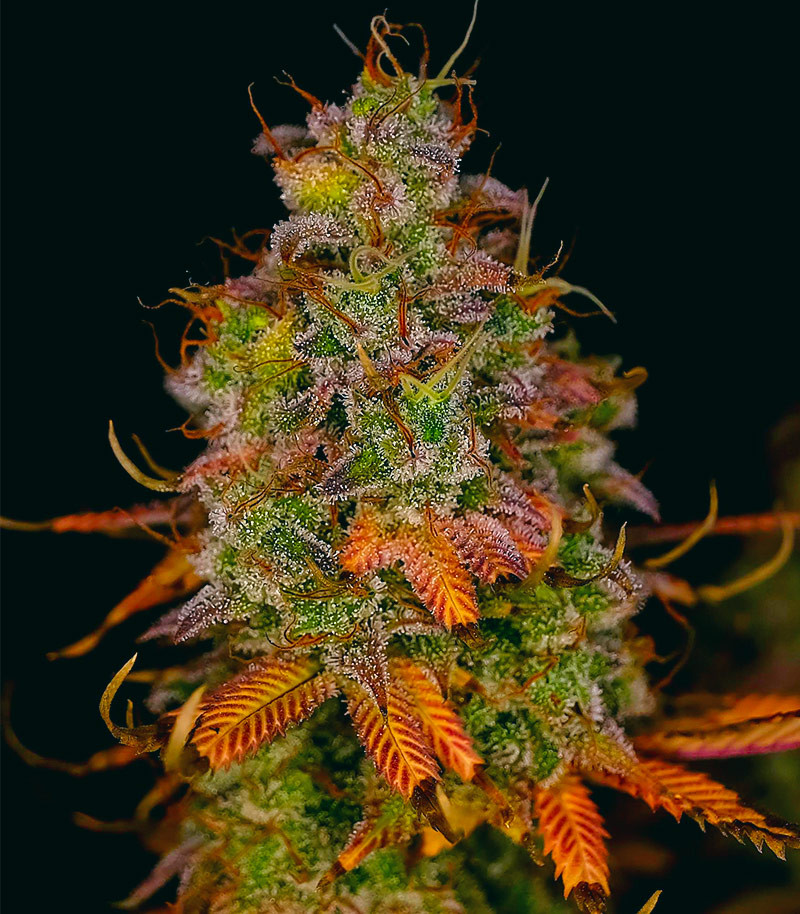 Семена сорта Blueberry OG fem (AlphaFem Seeds) — изображение 4
