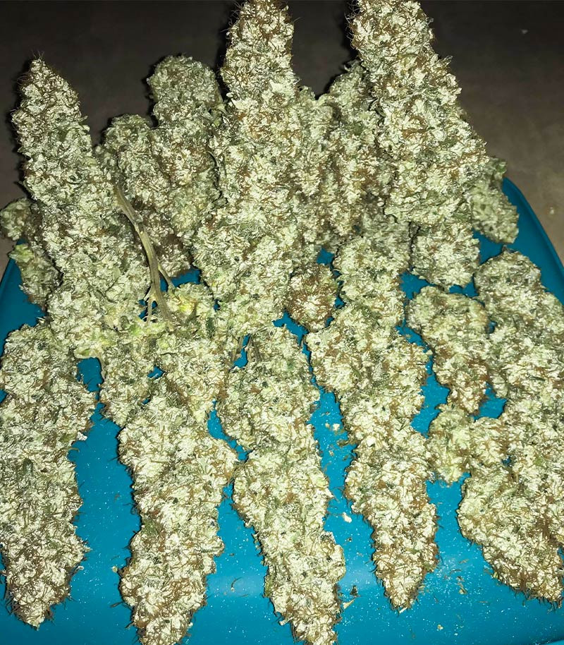 Семена сорта Blueberry OG fem (AlphaFem Seeds) — изображение 3