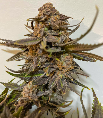 Bruce Banner # fem (AlphaFem Seeds) семена конопли — изображение 3
