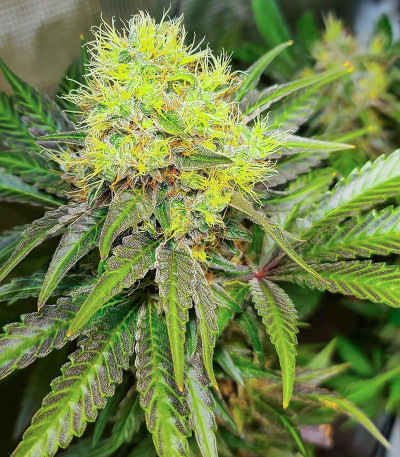 Bruce Banner # fem (AlphaFem Seeds) семена конопли — изображение 4