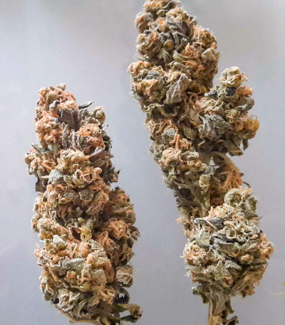 Bruce Banner # fem (AlphaFem Seeds) семена конопли — изображение 5