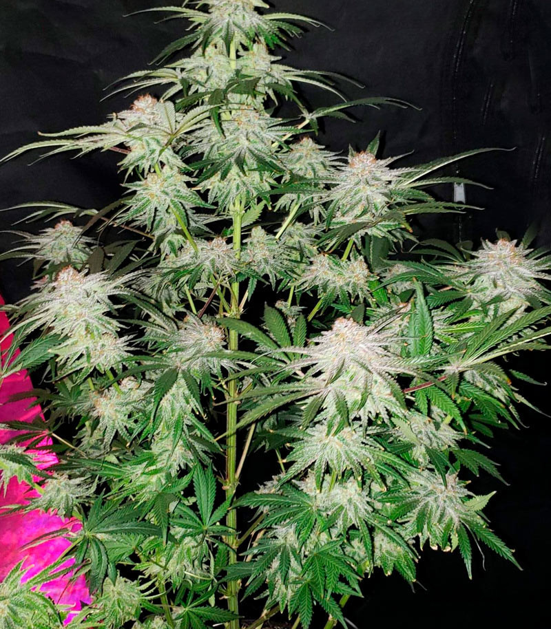Семена сорта Cafe Racer fem (Blimburn Seeds) — изображение 3