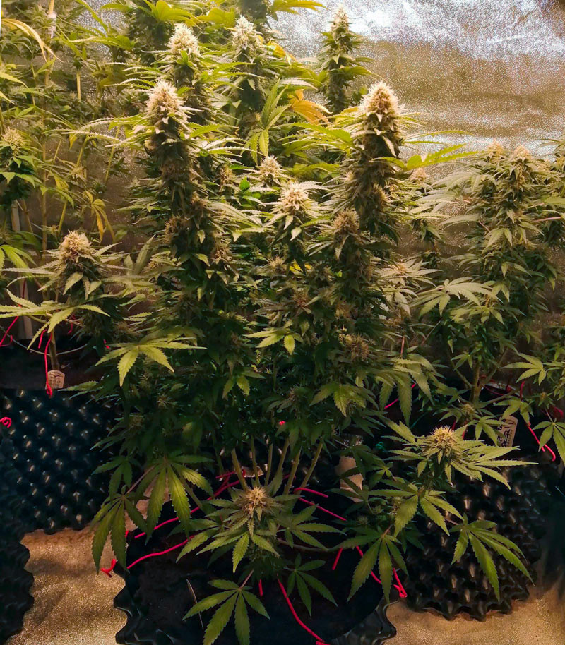 Семена сорта Cafe Racer fem (Blimburn Seeds) — изображение 4