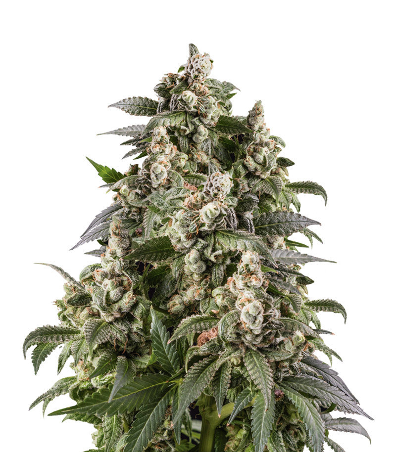 Семена сорта Cafe Racer fem (Blimburn Seeds)