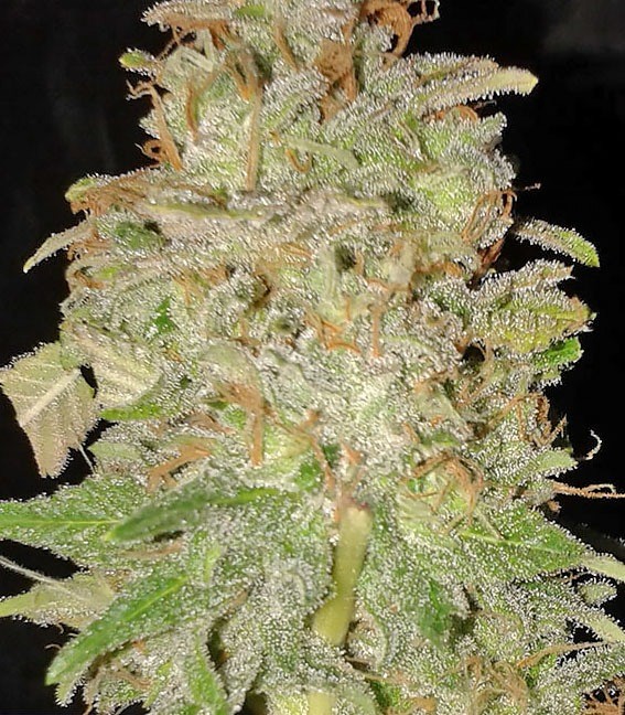Семена сорта Chocolate Orange Auto fem (Dr. Krippling Seeds) — изображение 4