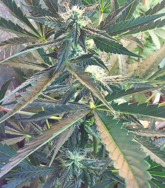 Семена сорта Chocolate Orange Auto fem (Dr. Krippling Seeds) — изображение 3