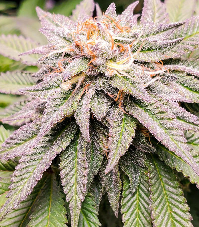 Dozy Cookies fem (AlphaFem Seeds) семена конопли — изображение 4