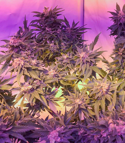 Dozy Cookies fem (AlphaFem Seeds) семена конопли — изображение 5