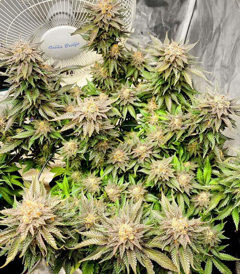 Girl Scout Cookies fem (Blimburn Seeds) семена конопли — изображение 3