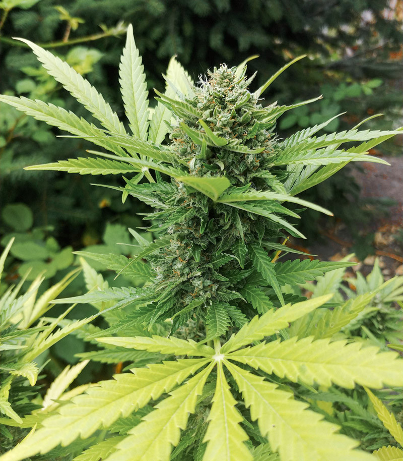 Gelato Auto fem (FastBuds) семена конопли — изображение 8