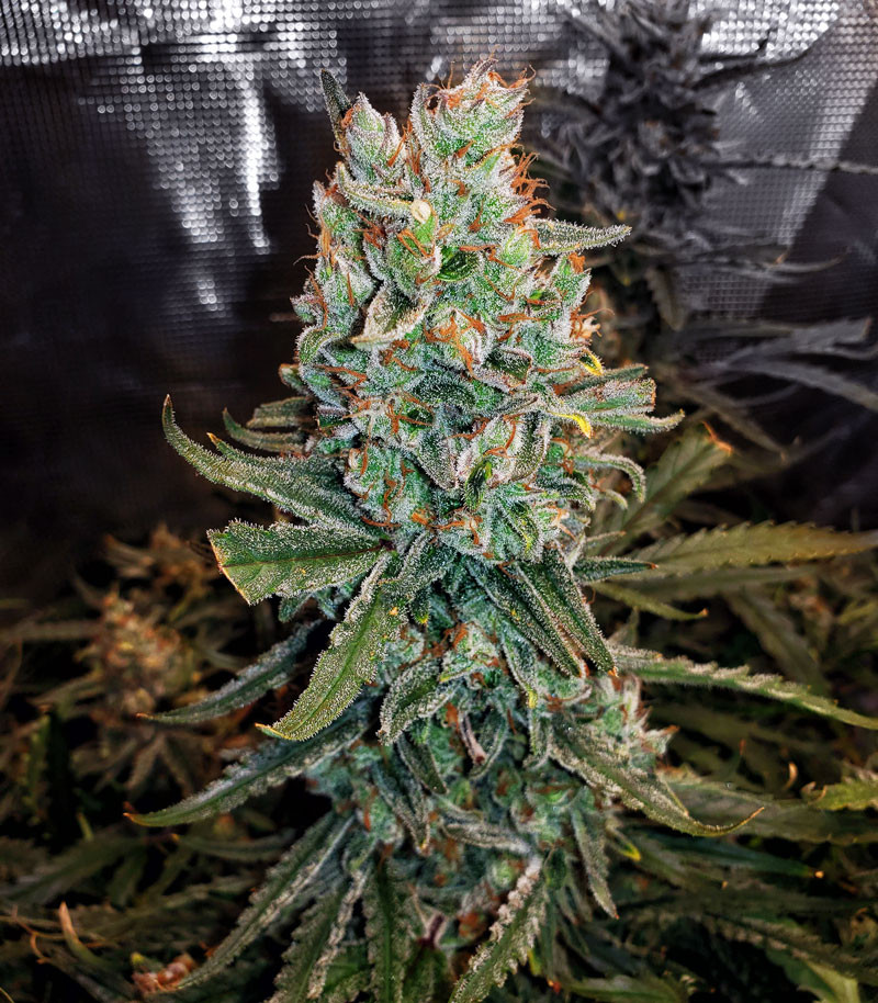 Gelato Auto fem (FastBuds) семена конопли — изображение 4