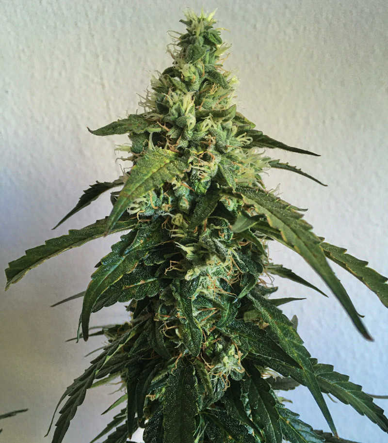 Gelato Auto fem (FastBuds) семена конопли — изображение 9