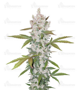 Gelato Auto fem (FastBuds) семена конопли
