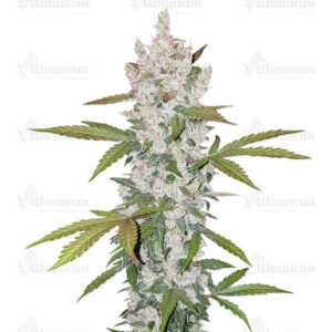Gelato Auto fem (FastBuds) семена конопли
