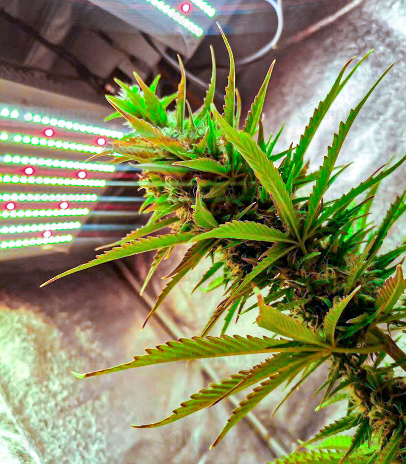Семена сорта Gelato fem (Cali Buds Seeds) — изображение 2