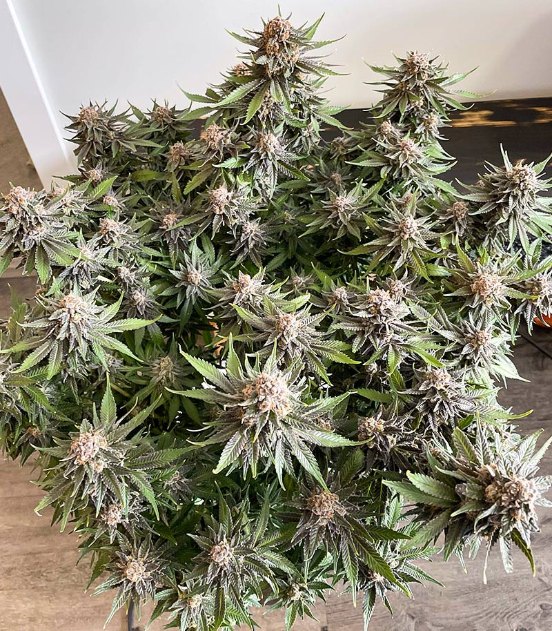 Grandaddy Banner fem (AlphaFem Seeds) — изображение 5