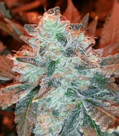 Incredible Bulk fem (Dr. Krippling Seeds) семена конопли — изображение 3