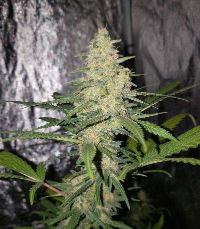 Incredible Bulk fem (Dr. Krippling Seeds) семена конопли — изображение 4