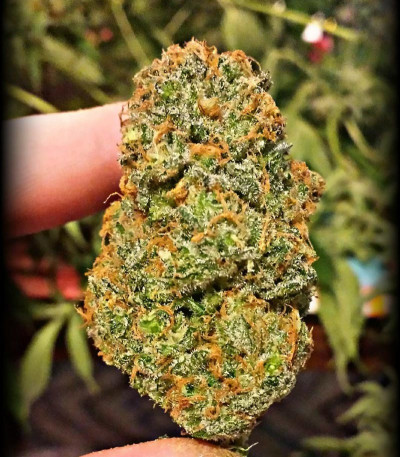 Incredible Bulk fem (Dr. Krippling Seeds) семена конопли — изображение 5
