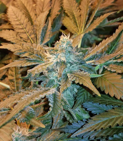 Incredible Bulk fem (Dr. Krippling Seeds) семена конопли — изображение 7