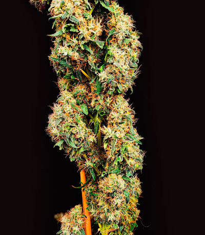 Jamnesia Haze fem (Dr. Krippling Seeds) семена конопли — изображение 4