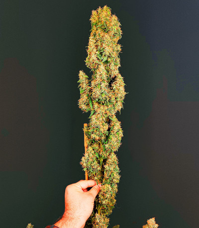 Jamnesia Haze fem (Dr. Krippling Seeds) семена конопли — изображение 3
