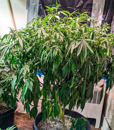 Jamnesia Haze fem (Dr. Krippling Seeds) семена конопли — изображение 5
