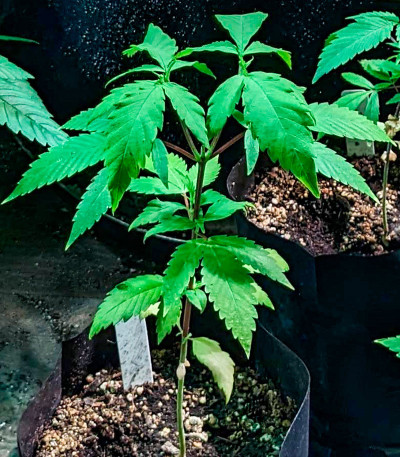 Jamnesia Haze fem (Dr. Krippling Seeds) семена конопли — изображение 6