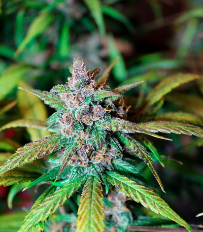 LSD-25 auto fem (FastBuds) семена конопли — изображение 3