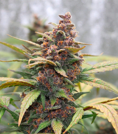 Семена сорта LSD-25 auto (FastBuds) — изображение 4