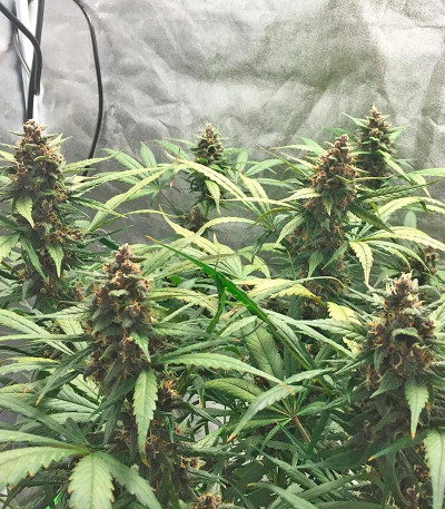 Семена сорта LSD-25 auto (FastBuds) — изображение 5