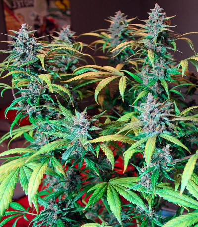 Семена сорта LSD-25 auto (FastBuds) — изображение 6