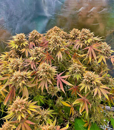 Lemon Mandarin fem (FastBuds) семена конопли — изображение 3