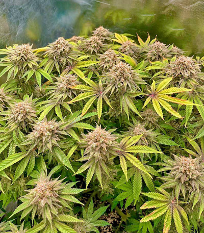 Lemon Mandarin fem (FastBuds) семена конопли — изображение 4