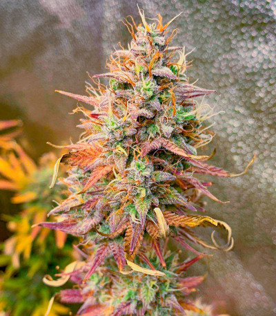 Mandarin Thuggee Auto fem (AlphaFem Seeds) семена конопли — изображение 3