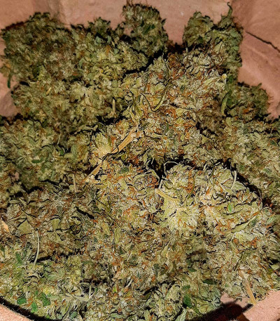 Mandarin Thuggee Auto fem (AlphaFem Seeds) семена конопли — изображение 4