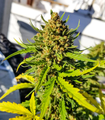 Mexican Airlines auto fem (FastBuds) семена конопли — изображение 8