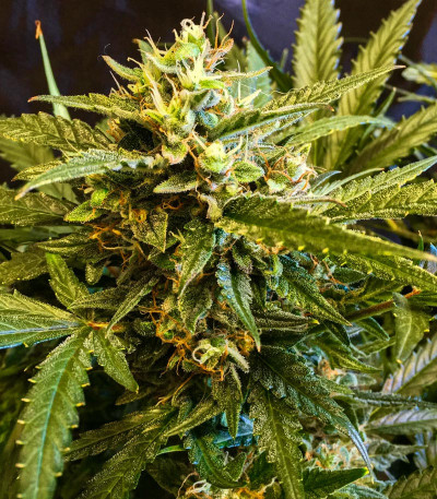 Mexican Airlines auto fem (FastBuds) семена конопли — изображение 9